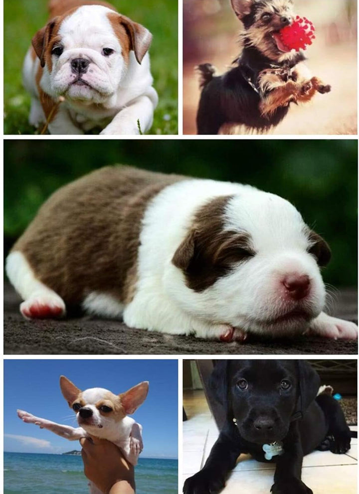 Acsergery Pat pentru pisici Pat moale pentru câini Pat cald pentru câini Loc de dormit pentru câini Pătură pentru pisici Saltea pentru câini Canapea pentru câini Canapea pentru pisici (Negru)