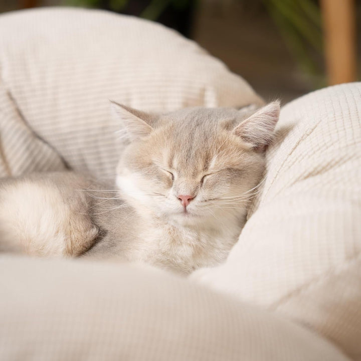 Pat ridicat pentru pisici în formă de floare, canapea mare pentru pisici de 55 cm lungime și lățime, scaun elegant pentru pisici cu pernă moale foarte elastică, mobilier pentru pisici pentru dormit, potrivit pentru toate pisicile